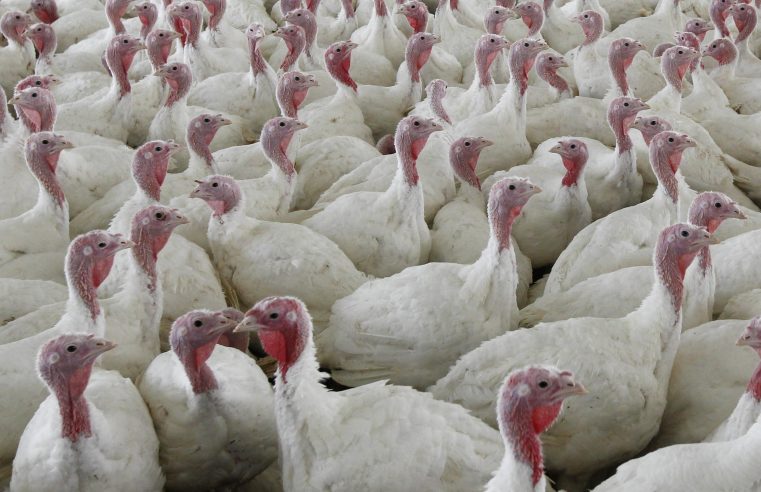 Lucha contra la intoxicación alimentaria: se proponen cambios radicales en las aves de corral