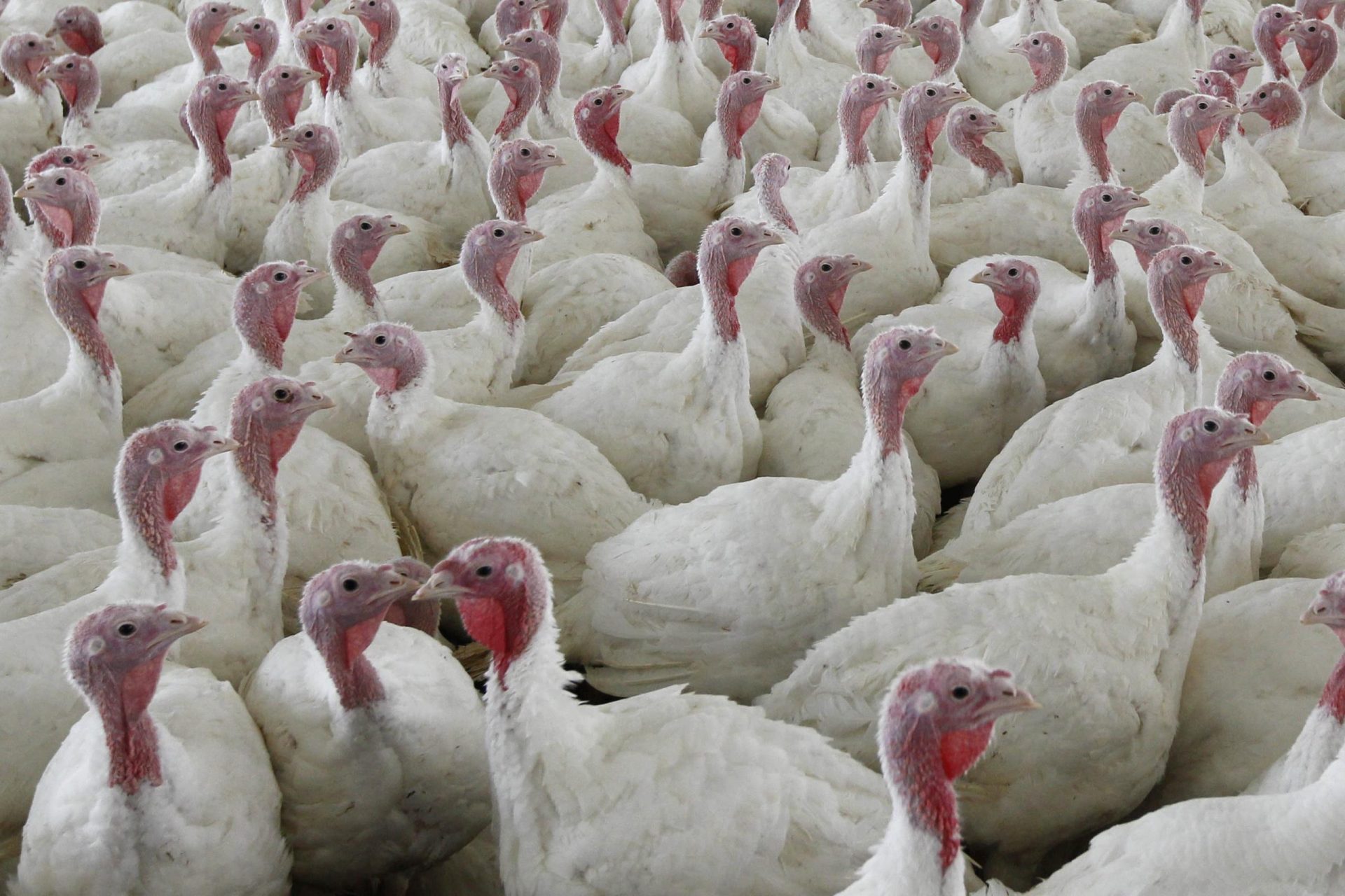 Lucha contra la intoxicación alimentaria: se proponen cambios radicales en las aves de corral