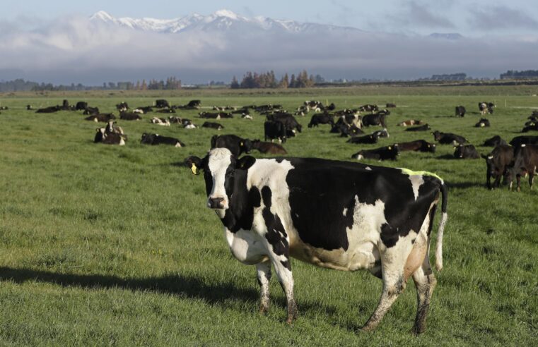 Nueva Zelanda apunta a los eructos de las vacas para ayudar a reducir el calentamiento global