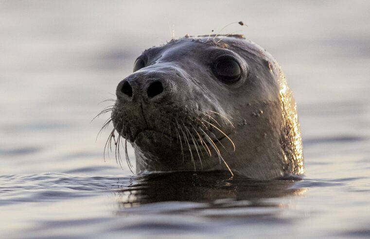 El reconocimiento facial puede ayudar a conservar las focas, dicen los científicos