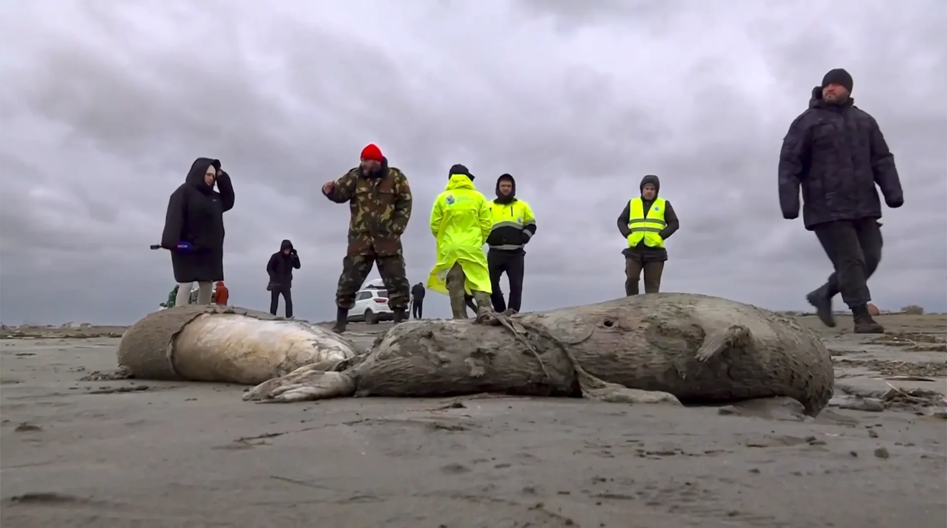 Halladas 2.500 focas muertas en la costa rusa del Caspio
