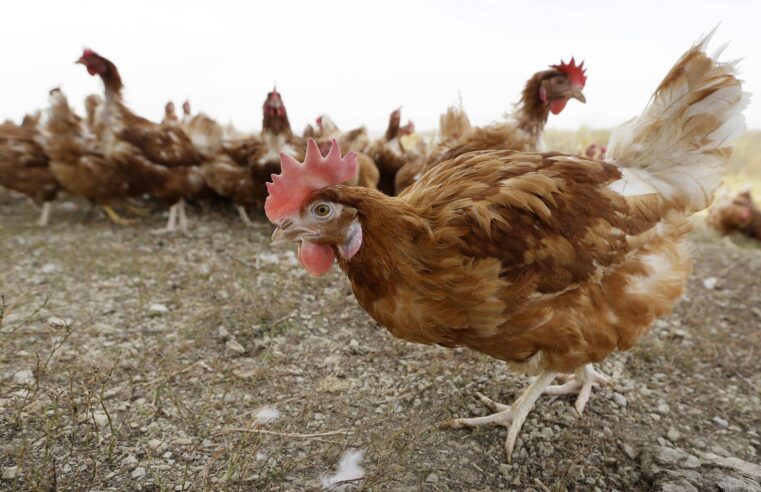 La gripe aviar provoca el sacrificio de 1,8 millones de pollos en Nebraska