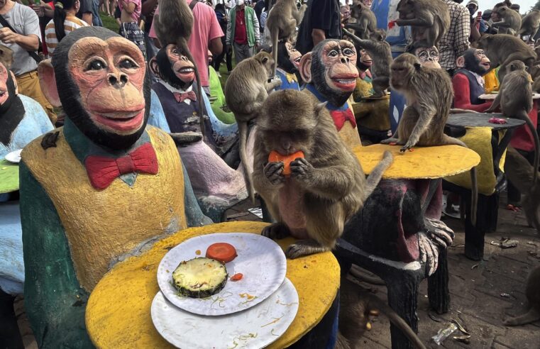 Los monos de una ciudad del centro de Tailandia celebran su día con un festín
