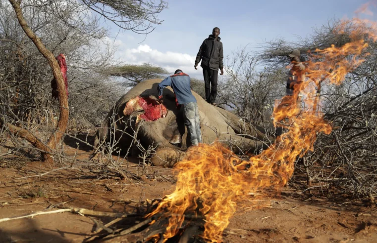 Los funcionarios hablan sobre la biodiversidad mientras la sequía atrofia la vida silvestre de Kenia
