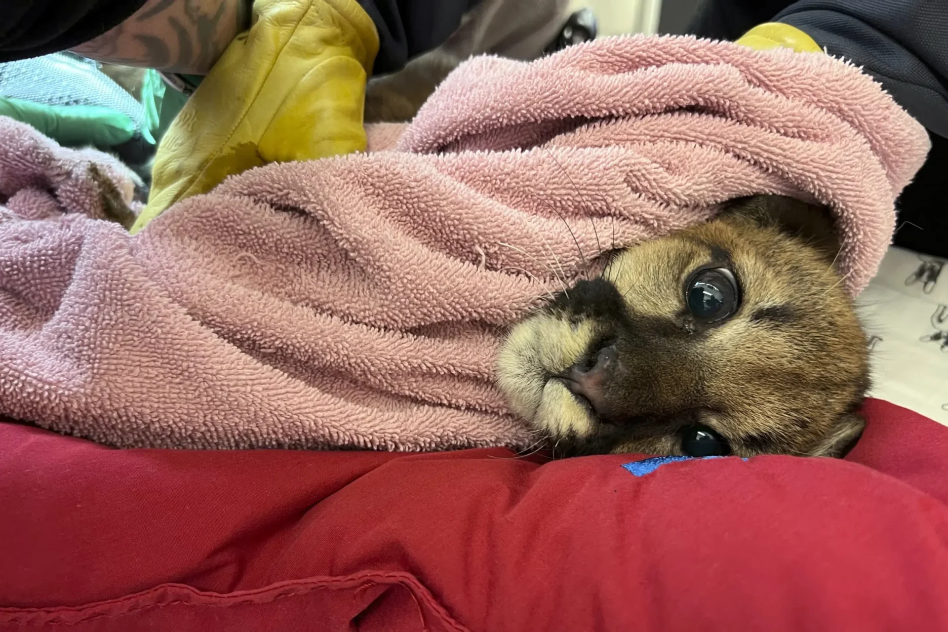 Rescatan en California a un cachorro de puma en estado crítico