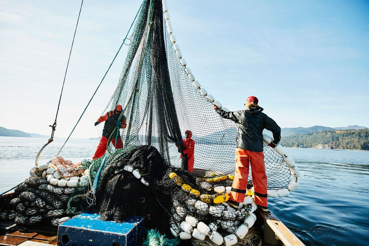 El cambio climático está transformando nuestros océanos.  ¿Puede adaptarse la ordenación pesquera?