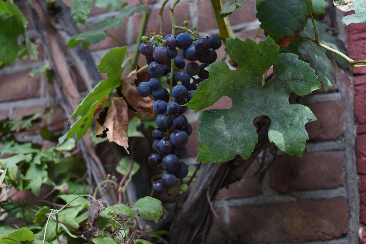 Lecciones de resiliencia de las uvas de invierno de Chicago