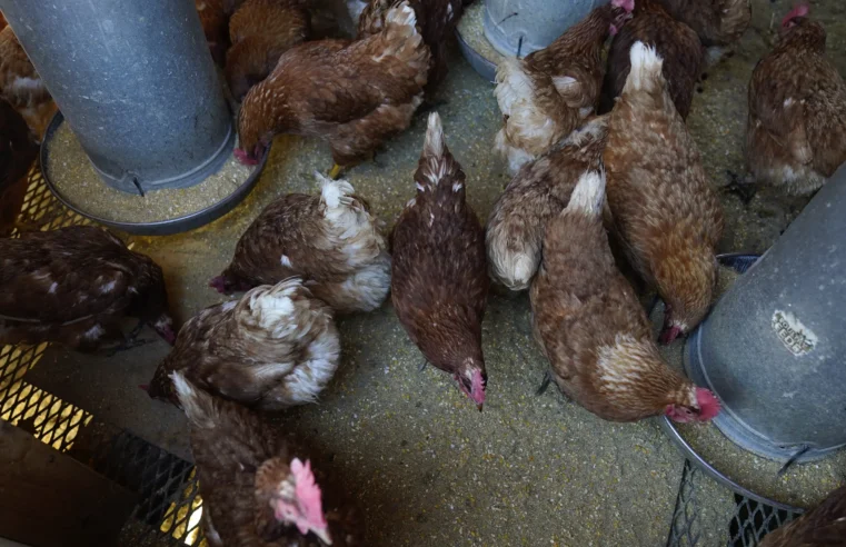 Los costos de la gripe aviar se acumulan a medida que el brote entra en el segundo año