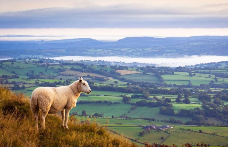 Plan medioambiental para Inglaterra pide a los agricultores “restaurar la naturaleza”