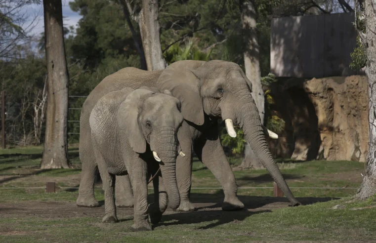 ¿Elefantes en zoológicos de Estados Unidos?  Sin crianza, el futuro es incierto