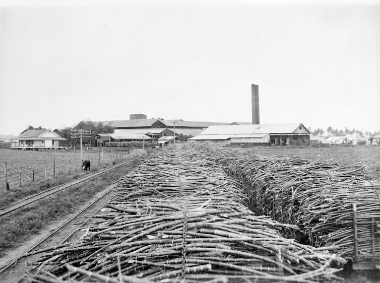 Fotografía en blanco y negro de filas de vagones de tranvía llenos de caña de azúcar. A lo lejos se puede ver el edificio de una fábrica.