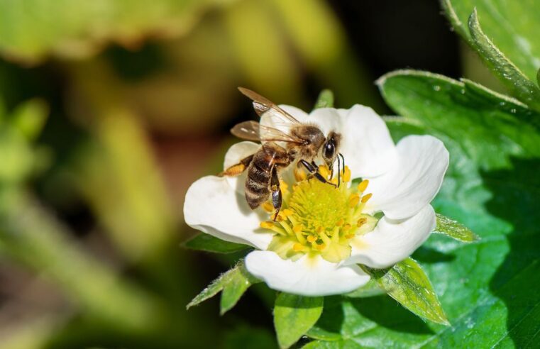 AI puede rastrear abejas en la cámara.  Así es como eso ayudará a los agricultores