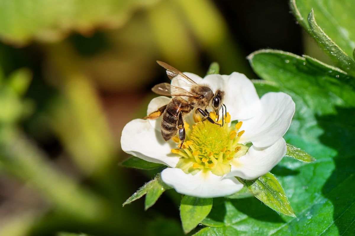 AI puede rastrear abejas en la cámara.  Así es como eso ayudará a los agricultores