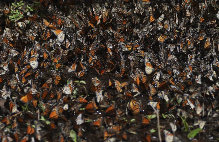 Cae 22% número de mariposas monarca que invernan en México