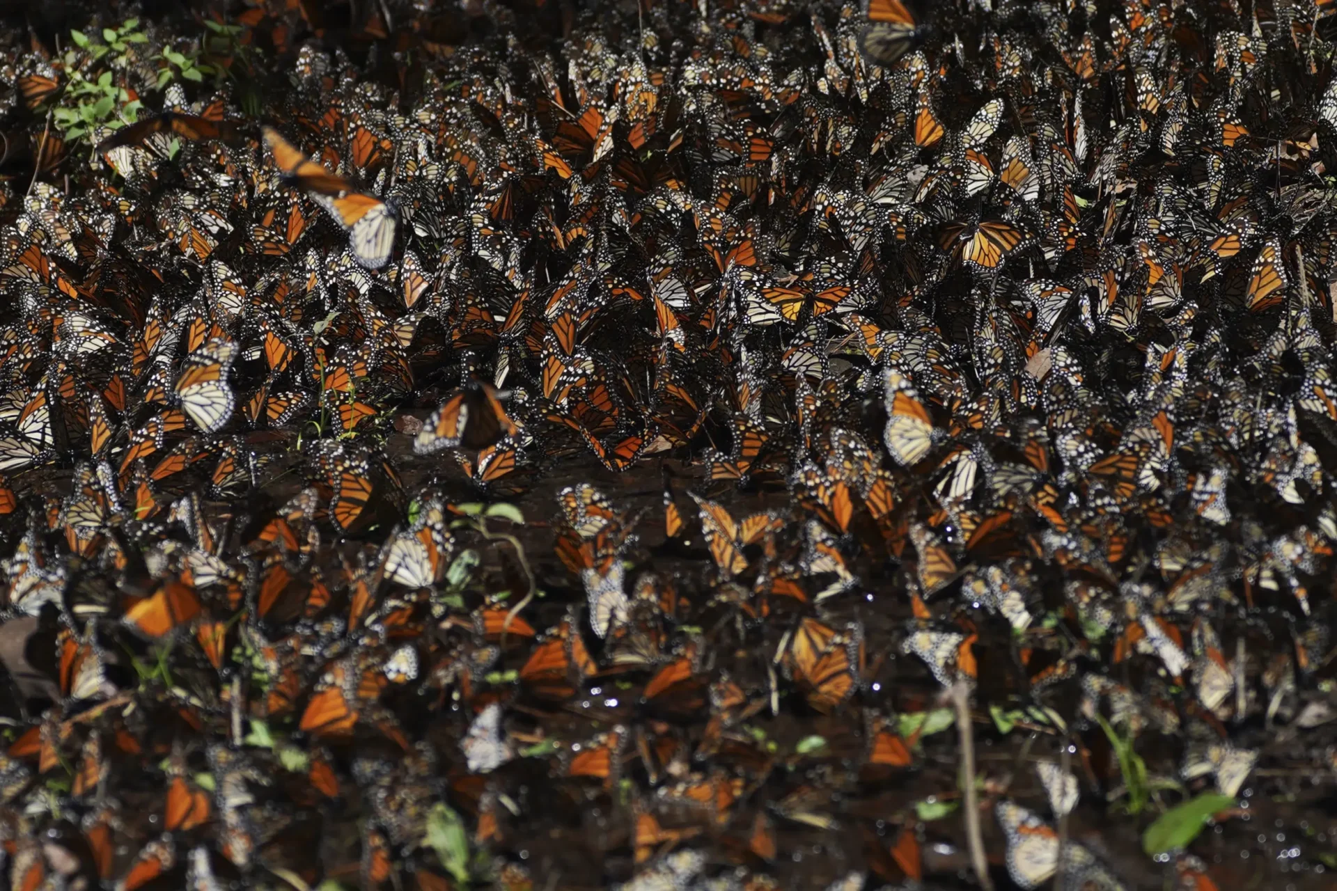 Cae 22% número de mariposas monarca que invernan en México