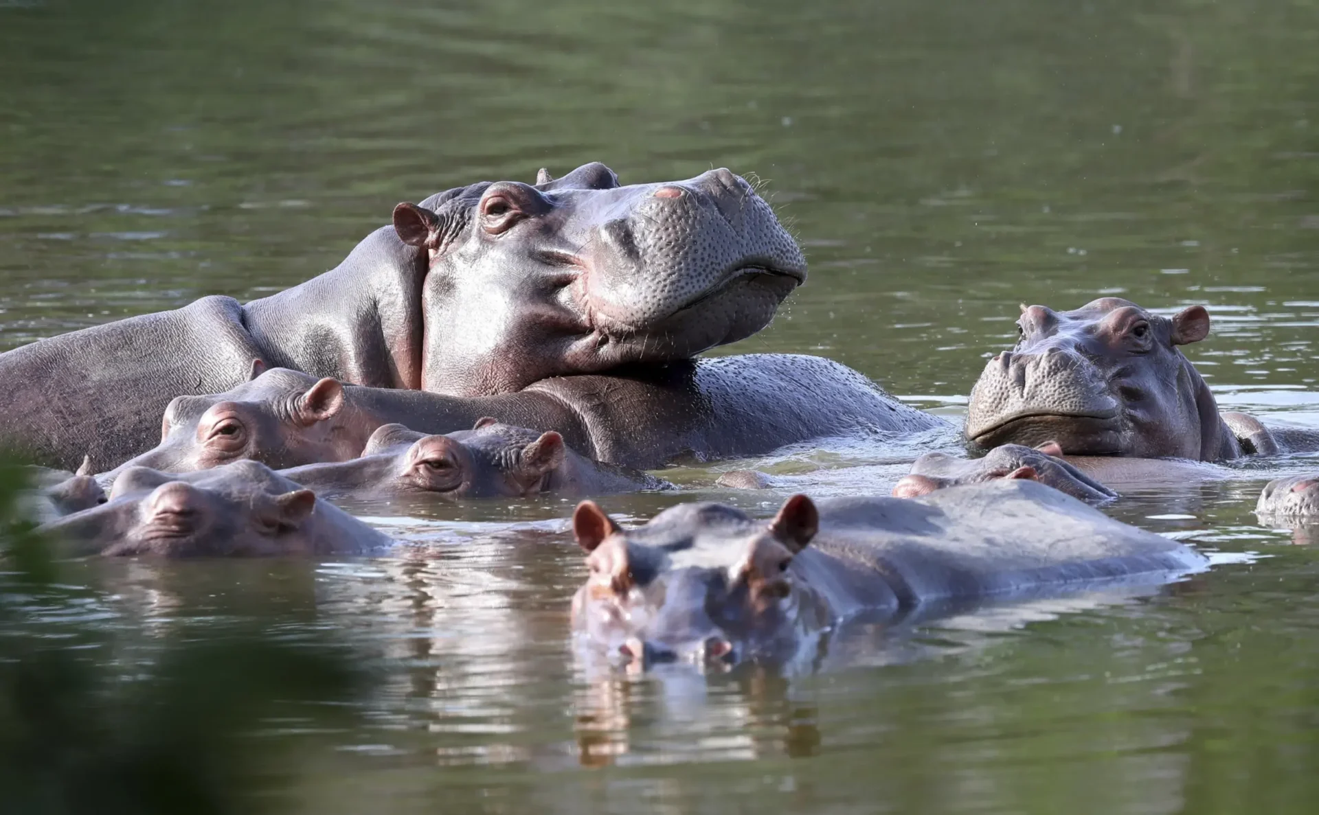 Colombia propone enviar hipopótamos invasores a India y México