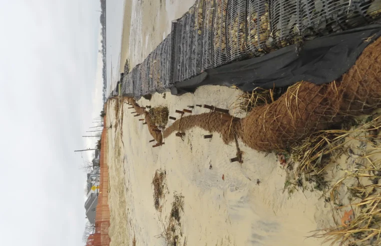 Cómo los cocos protegen la costa de Jersey y otras costas erosionadas