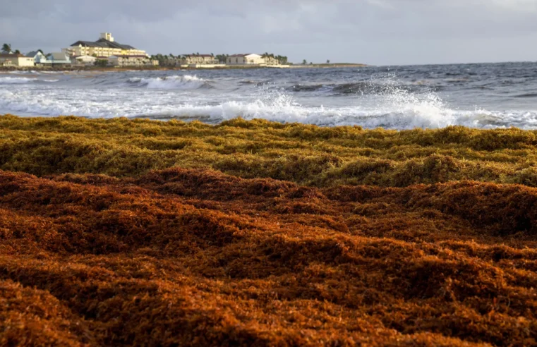 Detrás del cinturón de algas de 5,000 millas que se dirige a algunas playas del Atlántico