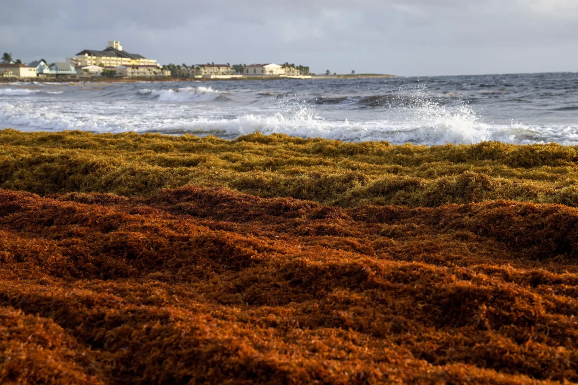 Detrás del cinturón de algas de 5,000 millas que se dirige a algunas playas del Atlántico