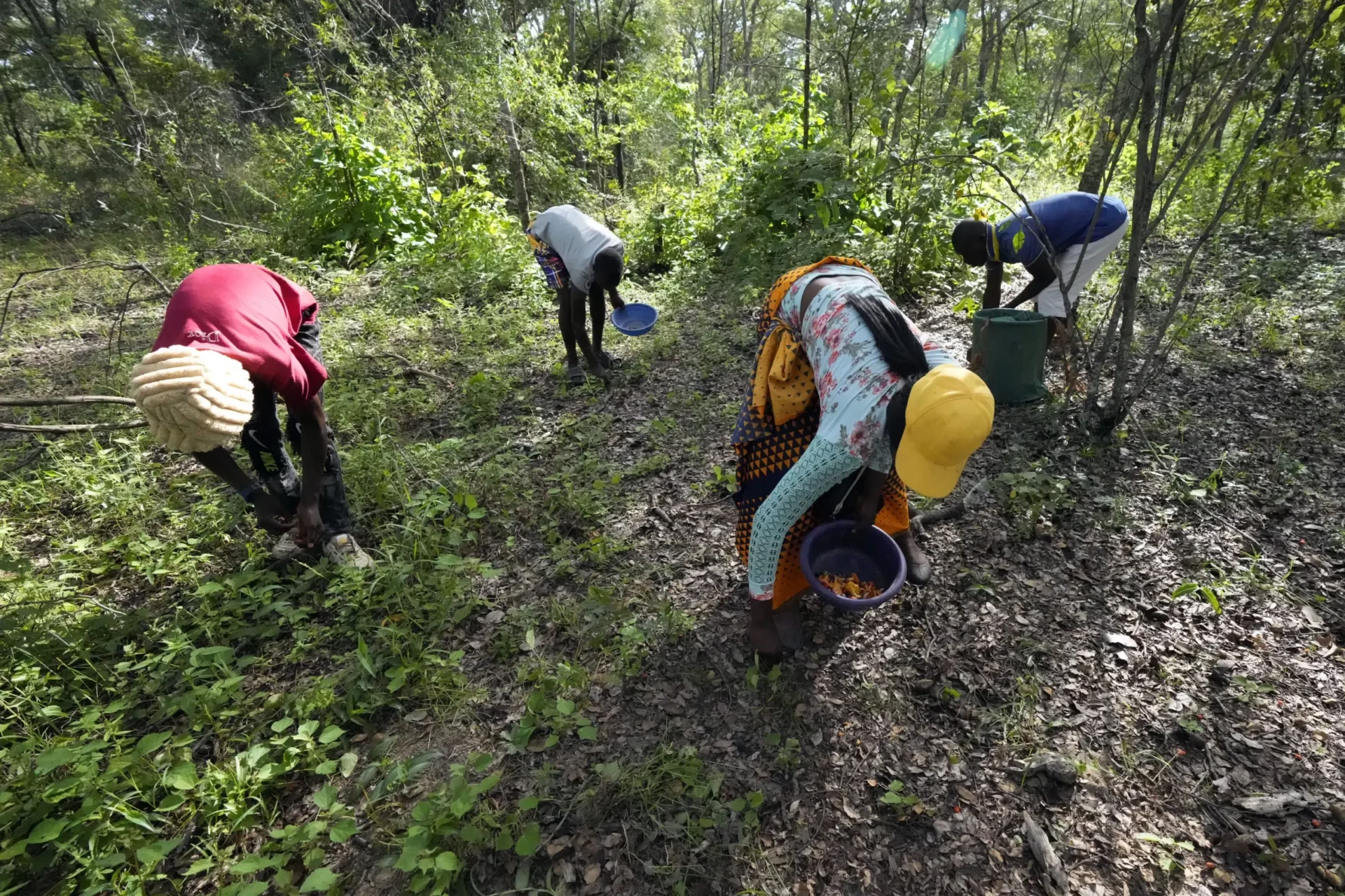 En la temporada de lluvias de Zimbabue, las mujeres buscan hongos silvestres