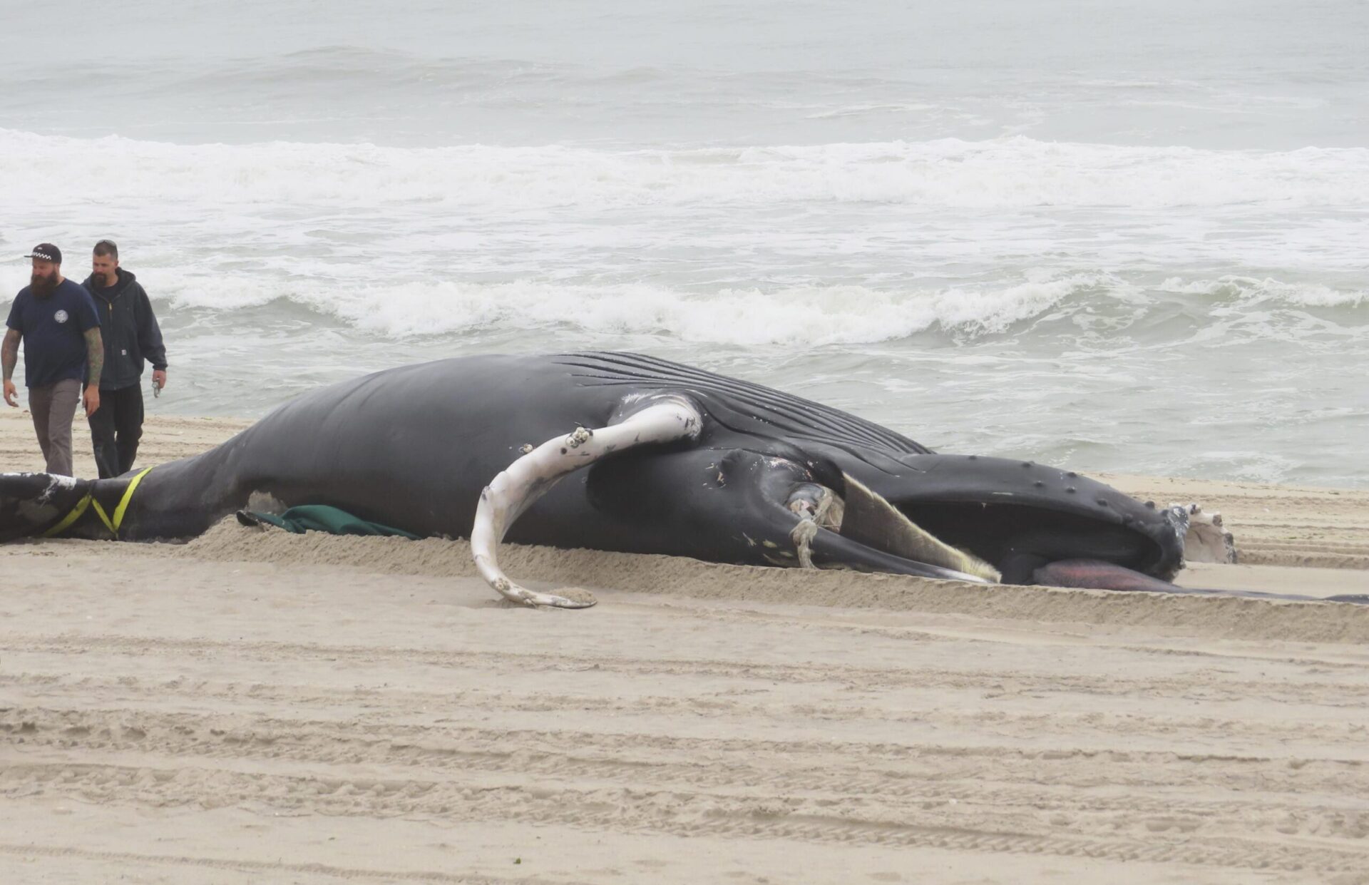 Investigación de seguridad de ballenas planificada cerca de parques eólicos de la costa este