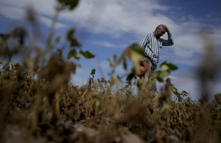 Los agricultores luchan en Argentina mientras la sequía marchita sus cultivos