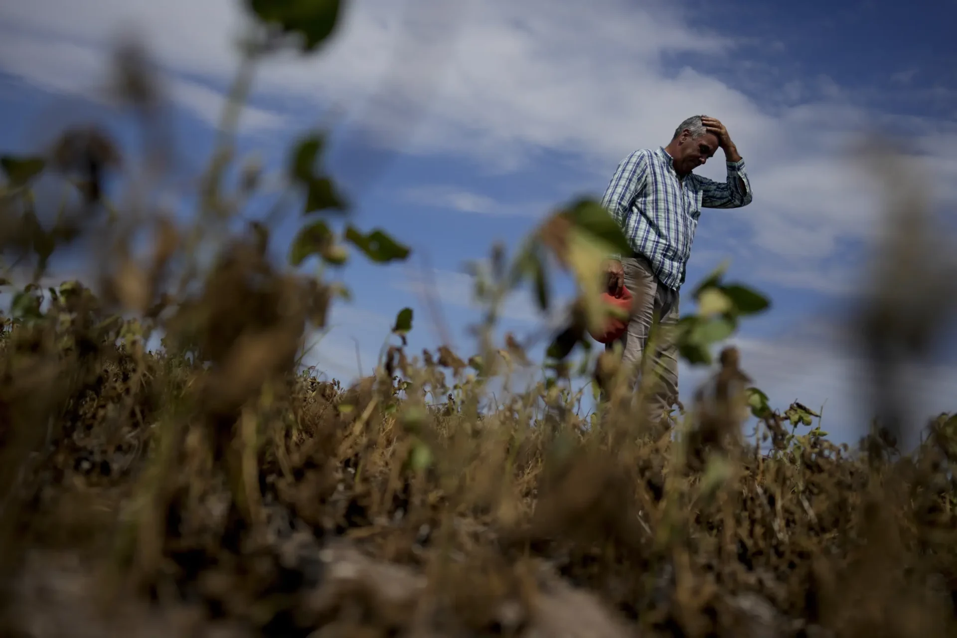 Los agricultores luchan en Argentina mientras la sequía marchita sus cultivos