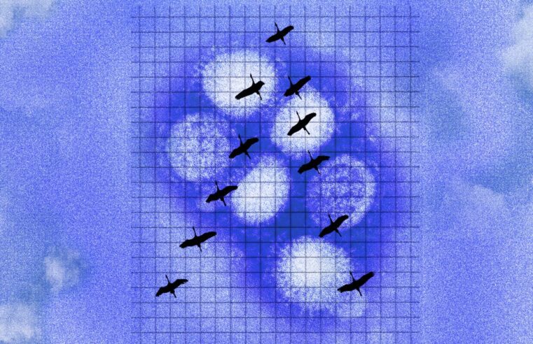 Los científicos temen un aumento de la gripe aviar a medida que miles de millones de aves comienzan a volar a casa