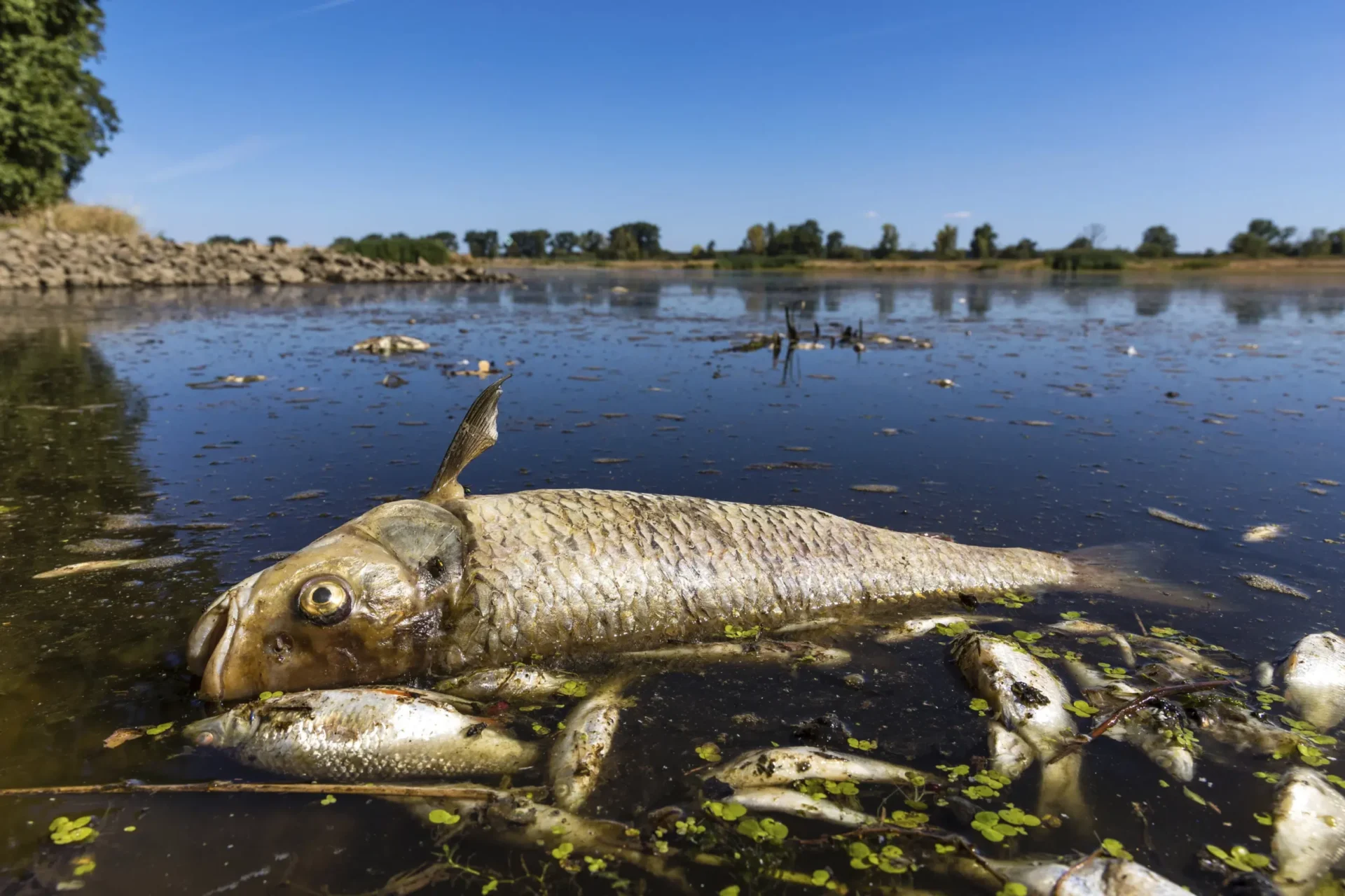Los ecologistas culpan de la catástrofe del río Oder de 2022 a la minería