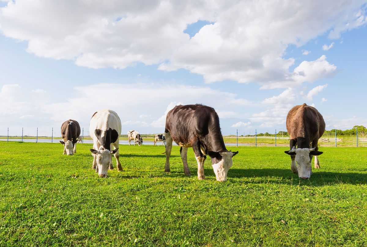 Nueva Zelanda quiere gravar los eructos de las vacas (sí, lo leíste bien)