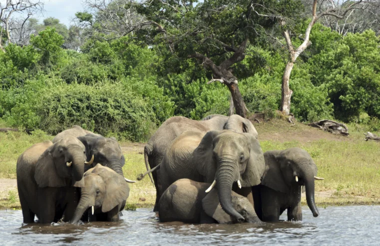 En el Okavango de África, la extracción de petróleo perturba a los lugareños y la naturaleza