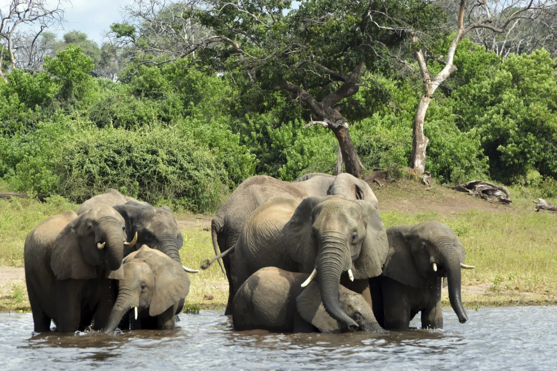 En el Okavango de África, la extracción de petróleo perturba a los lugareños y la naturaleza