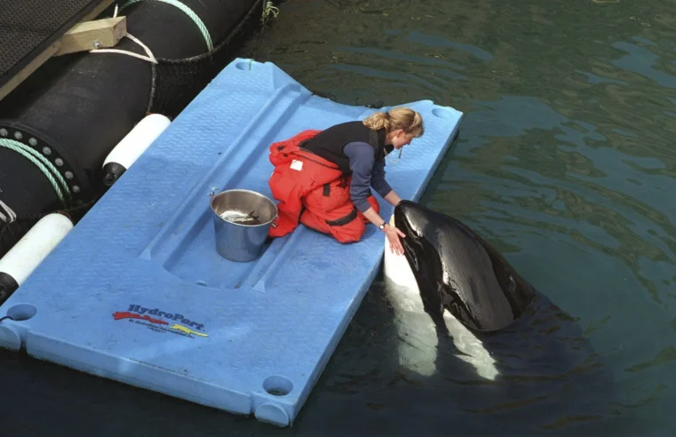 Llevando a Lolita a casa: ¿Cómo liberar a una orca cautiva durante mucho tiempo?