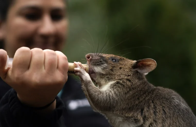 Los embajadores de ratas intentan contrarrestar la mala prensa en medio de la guerra de ratas de Nueva York