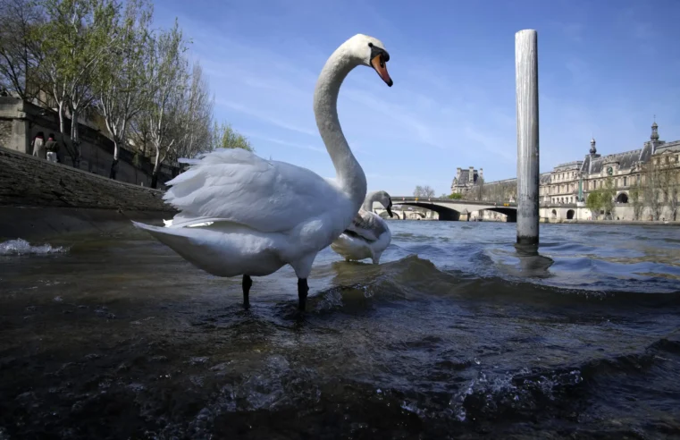 ¿Te apetece un chapuzón?  Un reinicio olímpico para el tóxico río Sena de París