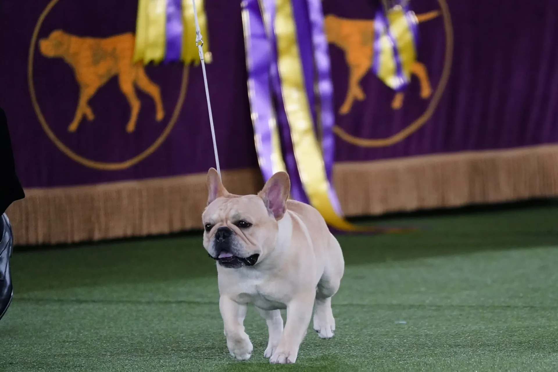 El Frenchie se convierte en un favorito, y en un competidor de exposición canina.