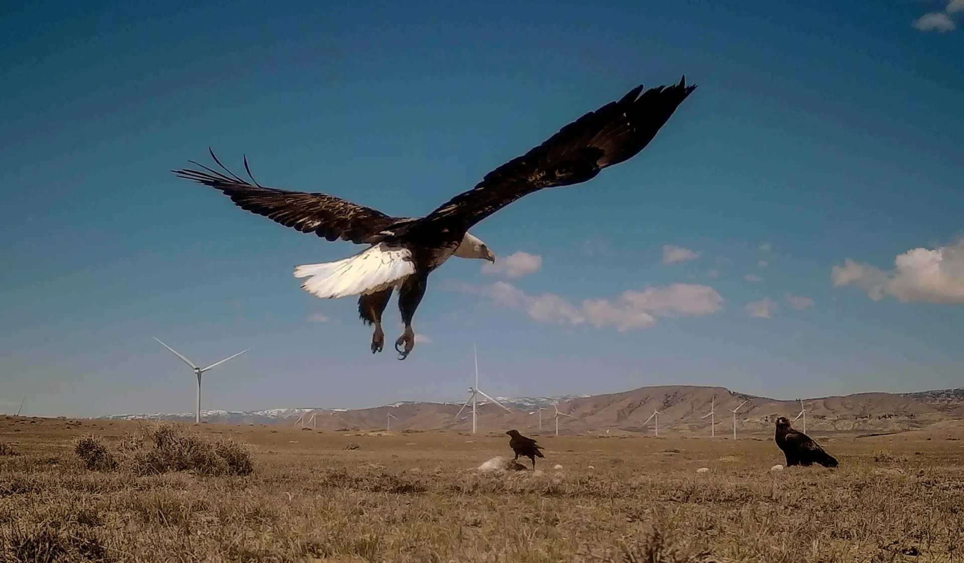 Los casos penales por matar águilas disminuyen a medida que aumentan los peligros de las turbinas eólicas
