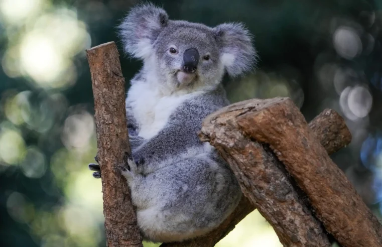 Primeros koalas salvajes capturados y vacunados contra la clamidia