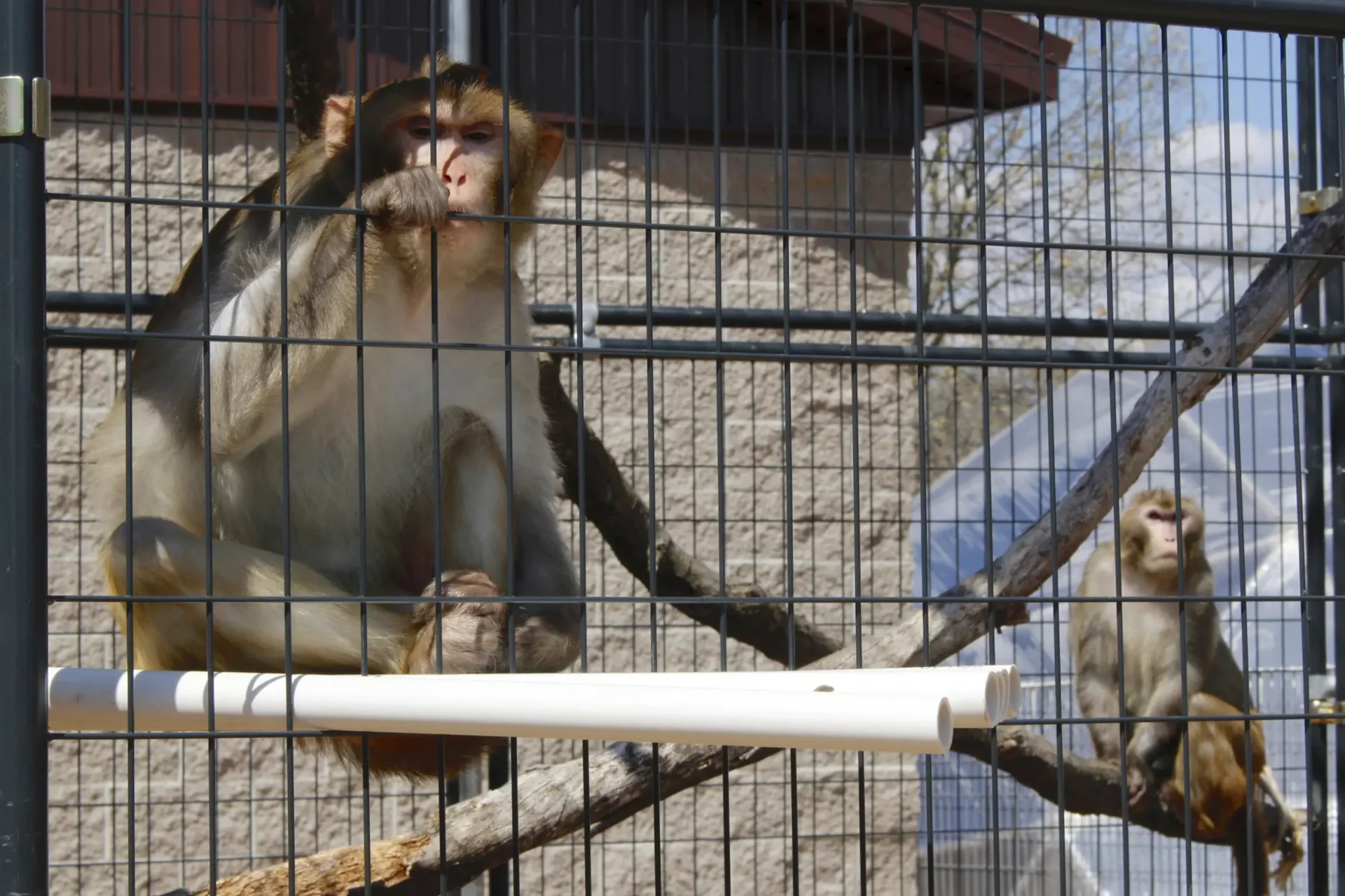 La escasez de monos para investigación socava la preparación de EE.UU., según un grupo de expertos