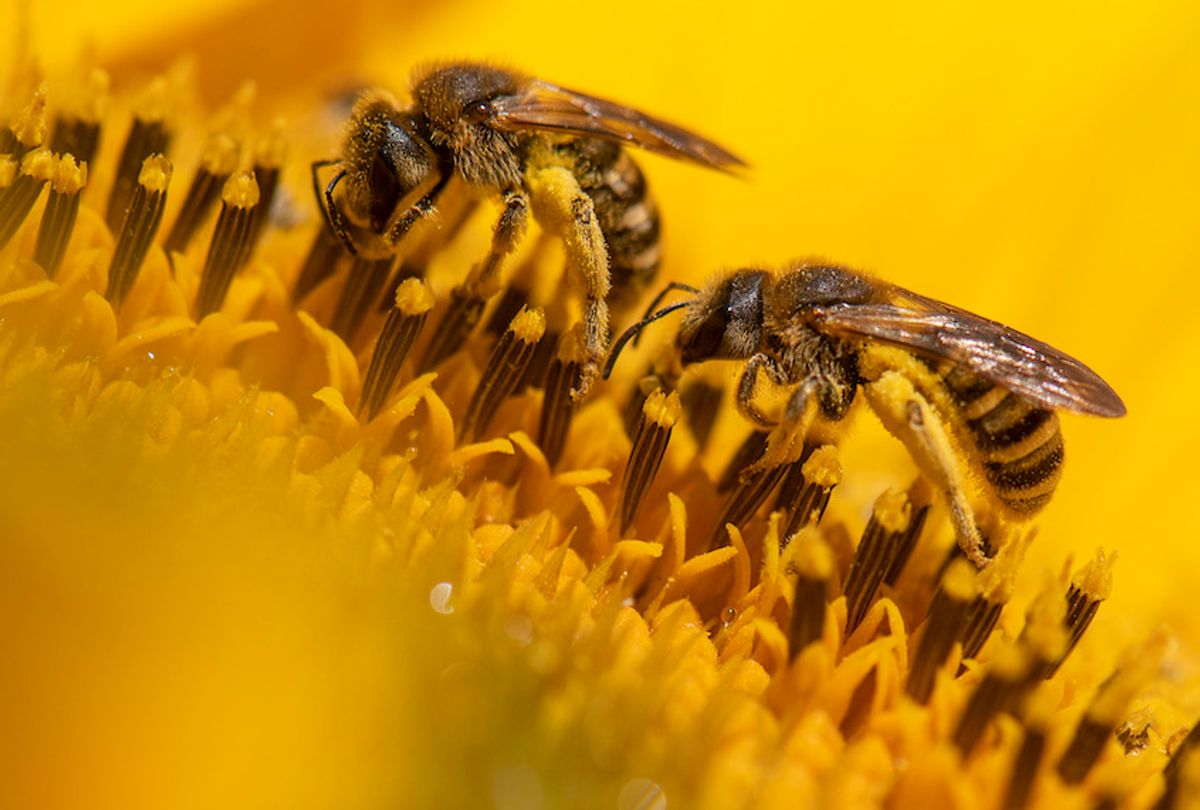 Las abejas y los sírfidos son clave para cultivar más frutas y verduras en las ciudades