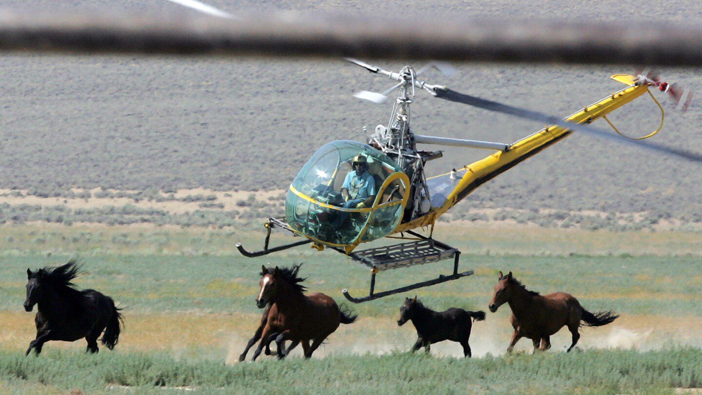 11 mustangs mueren en una redada estadounidense en Nevada captada en video, que muestra caballos con el cuello roto