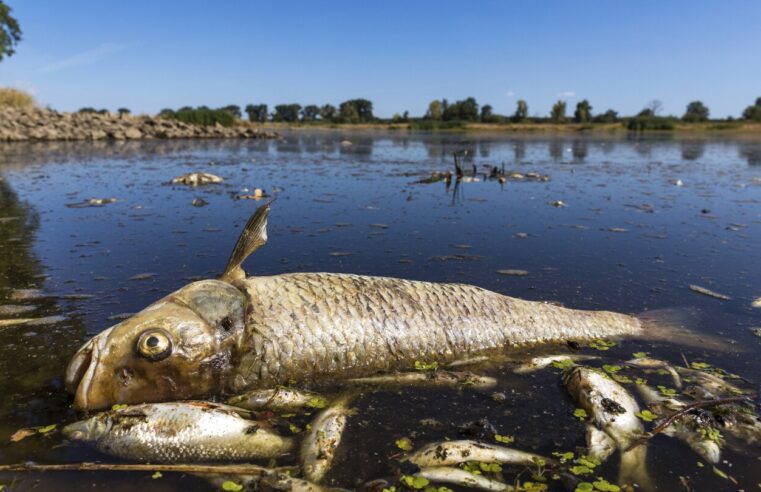 Alemania alega que Polonia no ha detenido la contaminación que provocó la muerte de peces en el río Oder
