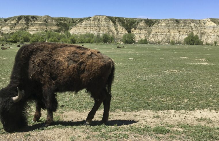 Bisontes atacan a visitantes en parques nacionales de Dakota del Norte y Wyoming