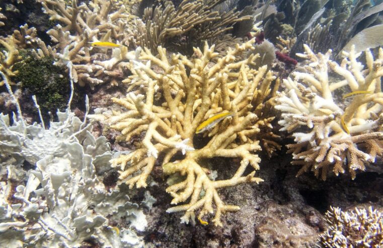 Científicos: los arrecifes de coral de los Cayos de Florida ya se están decolorando a medida que la temperatura del agua alcanza niveles récord