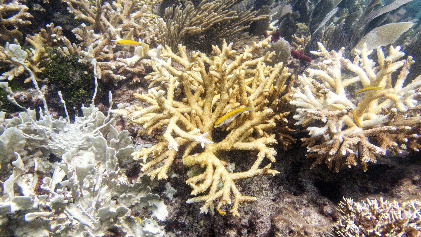 Científicos: los arrecifes de coral de los Cayos de Florida ya se están decolorando a medida que la temperatura del agua alcanza niveles récord