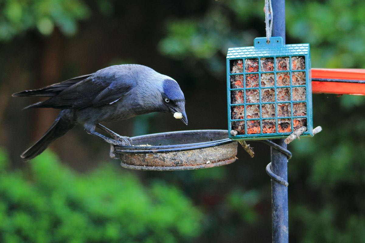 Con la edad vienen los pájaros: notas sobre el tiempo, la conciencia y la vigilancia de las alas