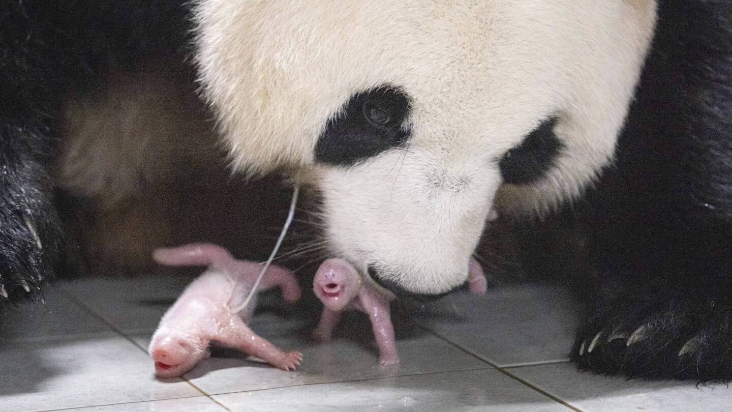 Gemelos panda nacidos en Corea del Sur por primera vez