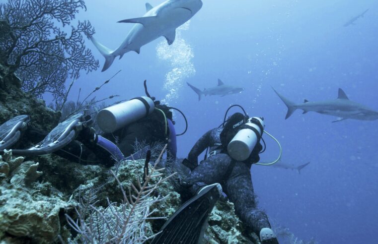 Jason Momoa presenta la ‘Semana del Tiburón’ de Discovery, con frenesíes de alimentación y tiburones adictos