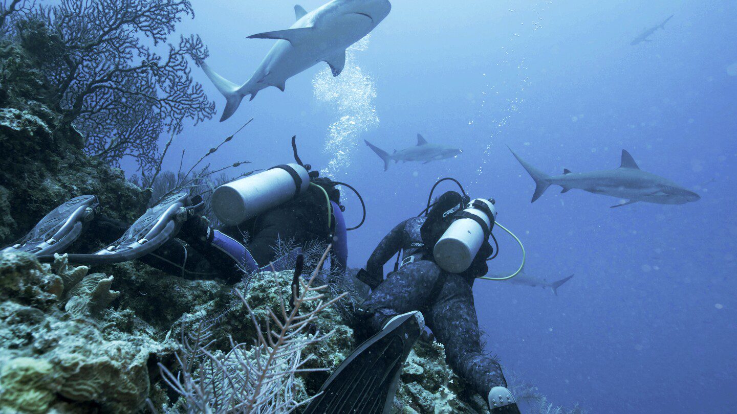 Jason Momoa presenta la ‘Semana del Tiburón’ de Discovery, con frenesíes de alimentación y tiburones adictos
