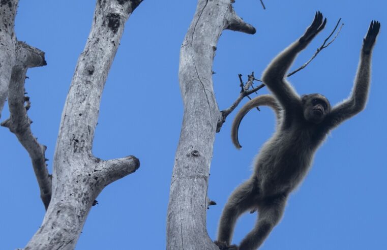 La búsqueda de 4 décadas de un científico para salvar al mono más grande de las Américas